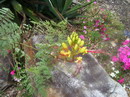 ابریشم مصری